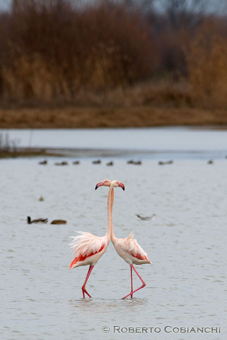 fenicottero (giovane) - Phoenicopterus ruber